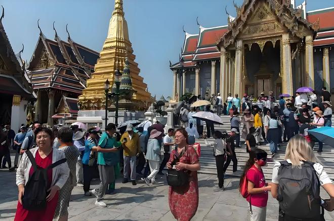 光荣之路上的狗