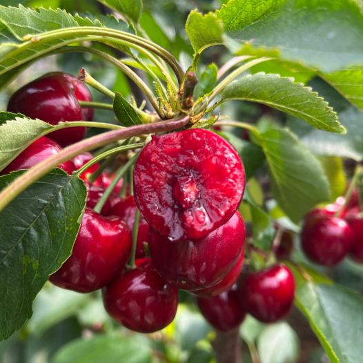 八月桂花遍地开