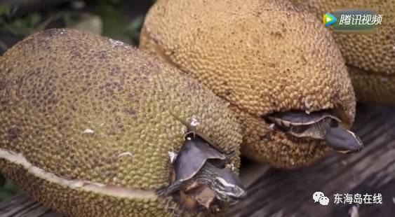 六扇门之血手奇谭